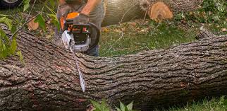 Best Tree Disease Treatment  in Akron, NY